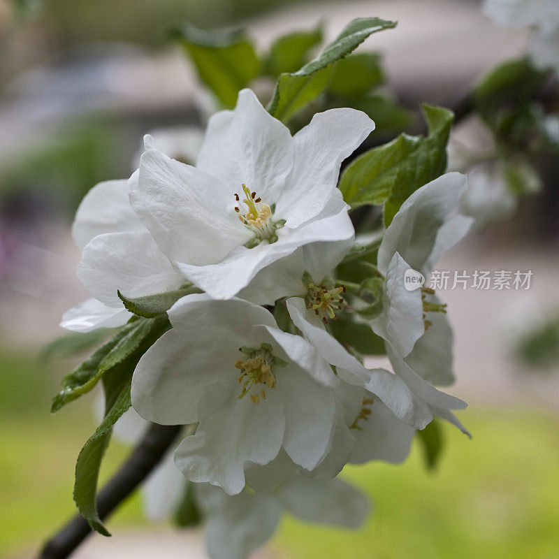 苹果花