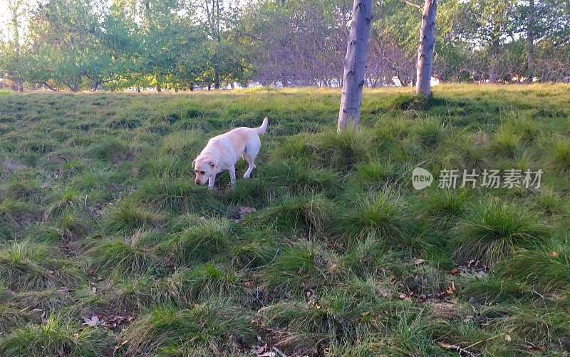 拉布拉多寻回犬