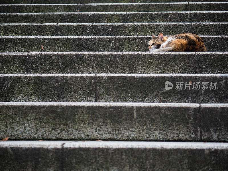 只流浪猫