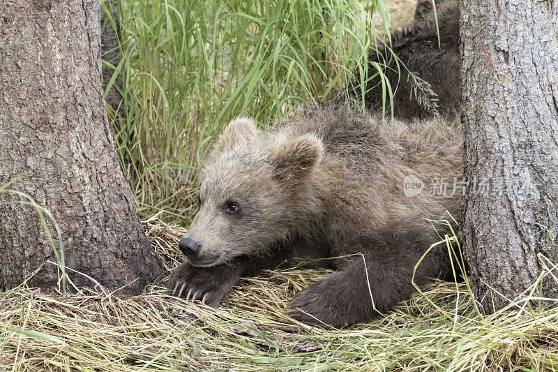 棕熊幼崽躺在森林地面上