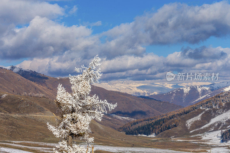 白雪覆盖了中国新疆喀纳斯湖附近的树木