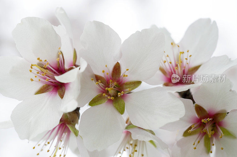 杏仁花，普鲁努斯杜丽丝