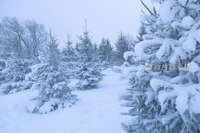 冰雪覆盖的树木