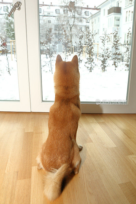 狗在家里看雪