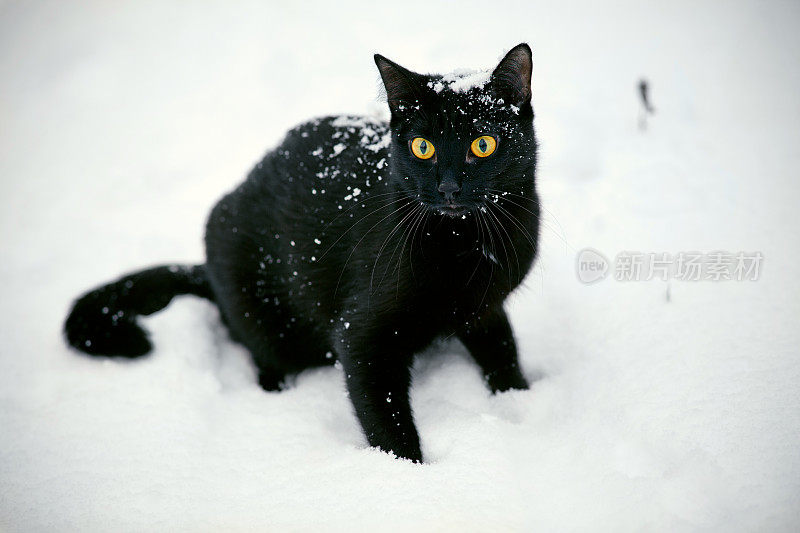 雪地上的黑猫