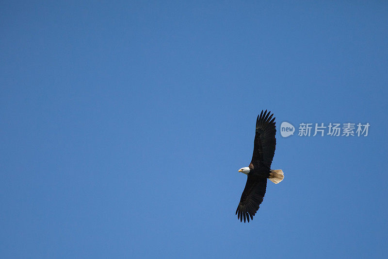 白头鹰在湛蓝的天空中雄伟地飞翔