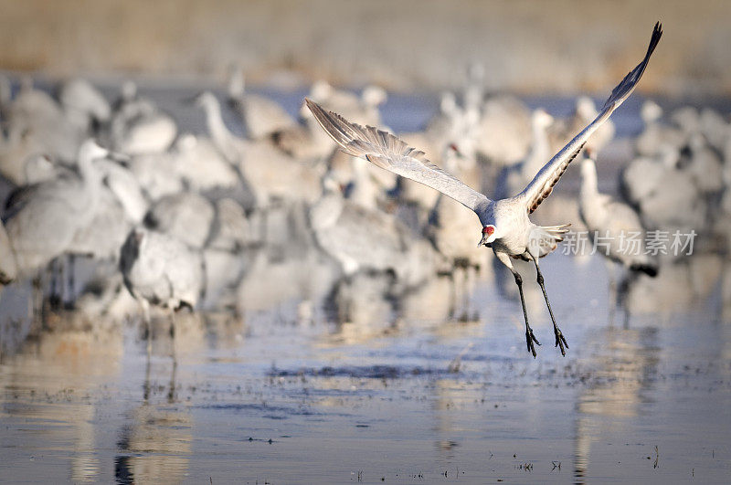 在湿地上空飞行的沙丘鹤