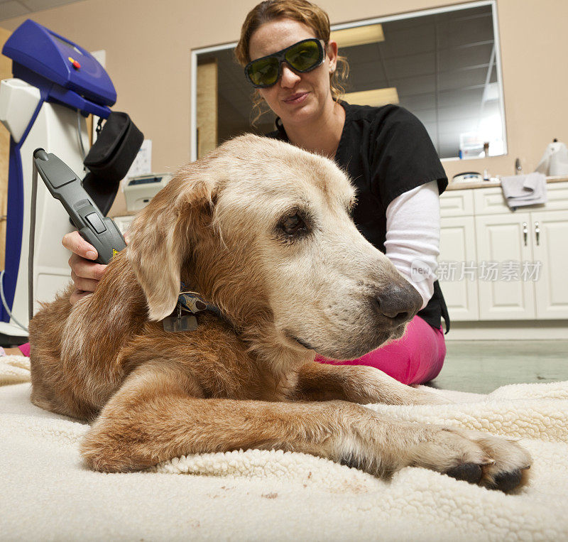 兽医技术人员对犬类进行激光治疗