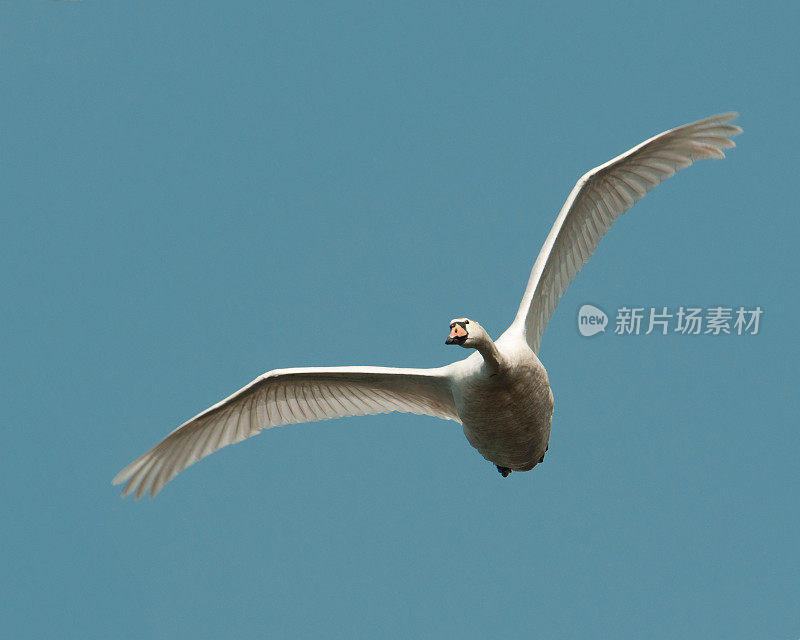 沉默的天鹅在飞行