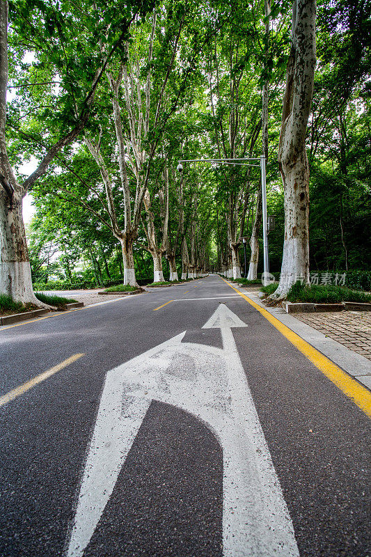 在车道上左转标志，穿过树林