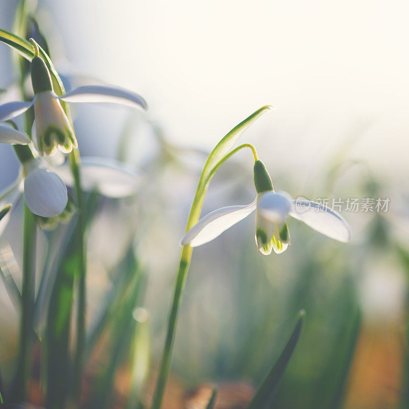 雪花莲(雪花)