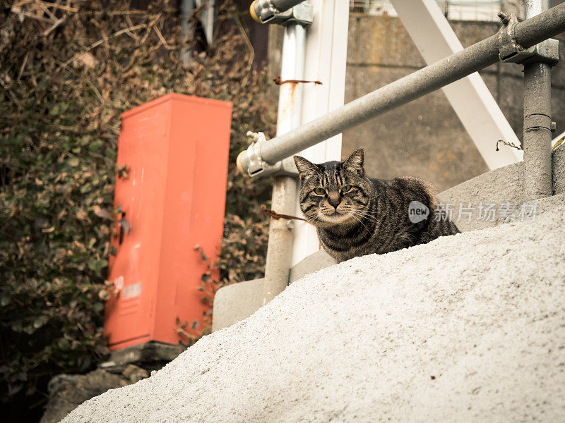 只流浪猫