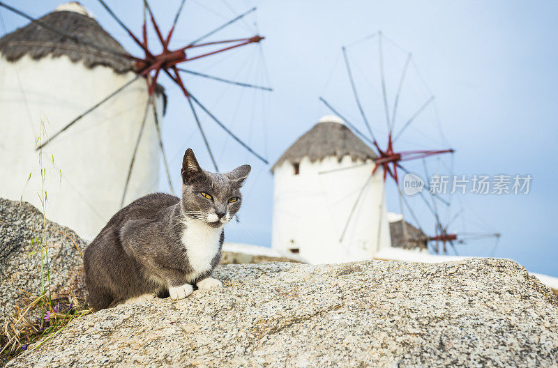 希腊猫和风车在米科诺斯岛(米科诺斯，基克拉迪斯，希腊)。