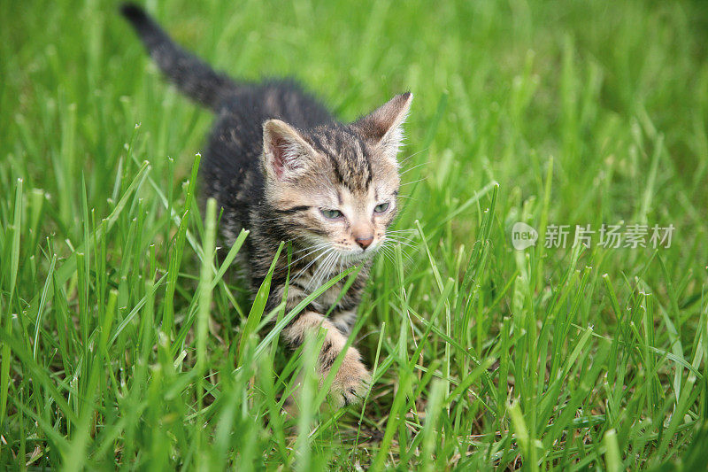 小猫在草地上