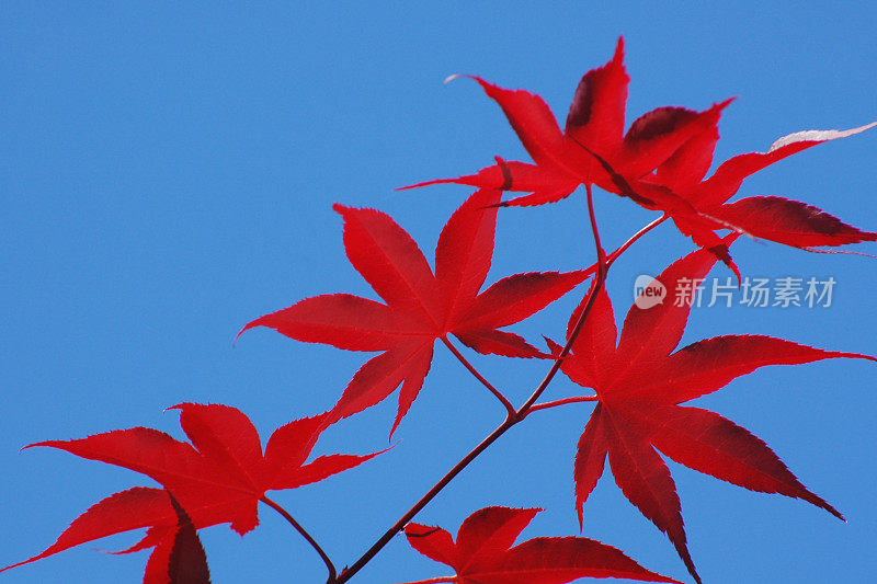 红色的日本枫叶，枫木，映衬着蓝天