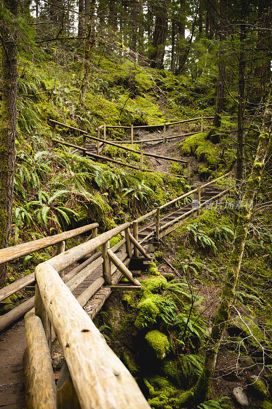 森林里的木桥