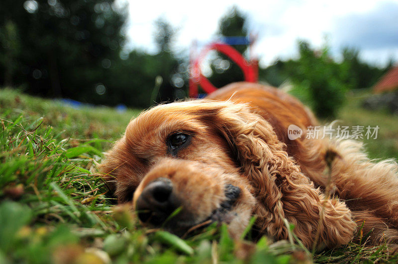 女性可卡犬