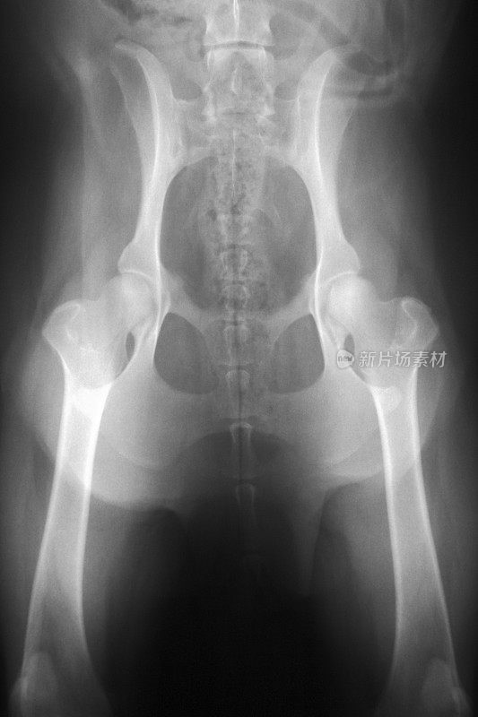狗骨盆x光片