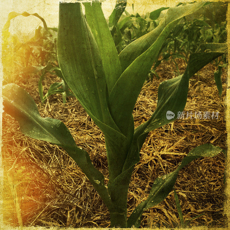 夏季田间种植的玉米