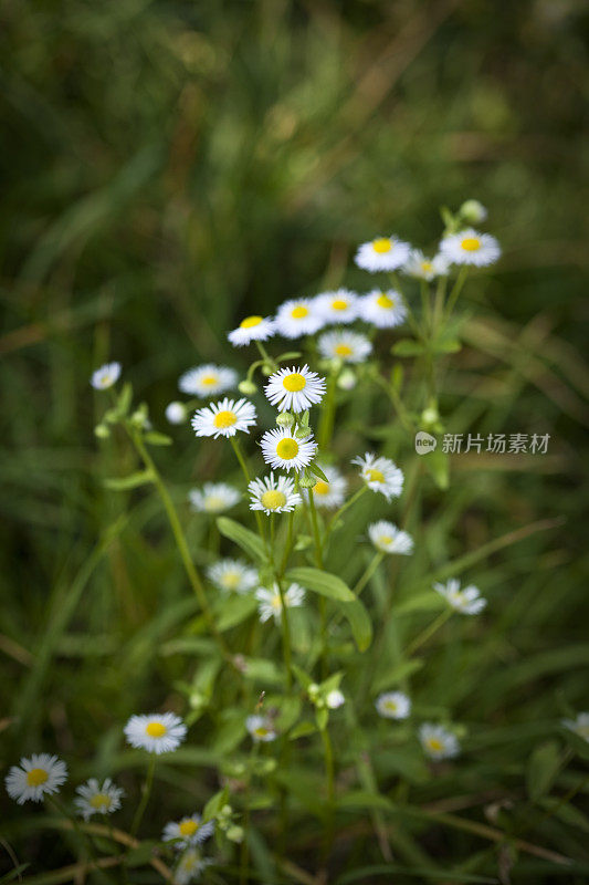 洋甘菊