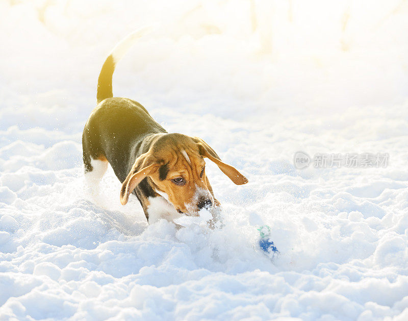 小猎犬小狗在冬天的雪地里玩耍