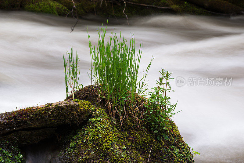 小溪附近的岩石上长出了草