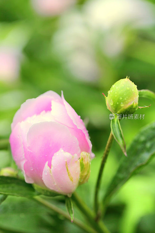 牡丹花朵特写