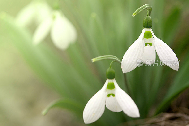 雪花莲