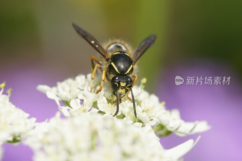 黄蜂在蓍草