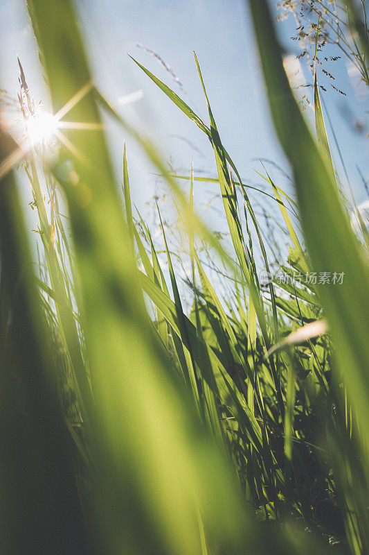 夏日里，野草在明亮的阳光下生长