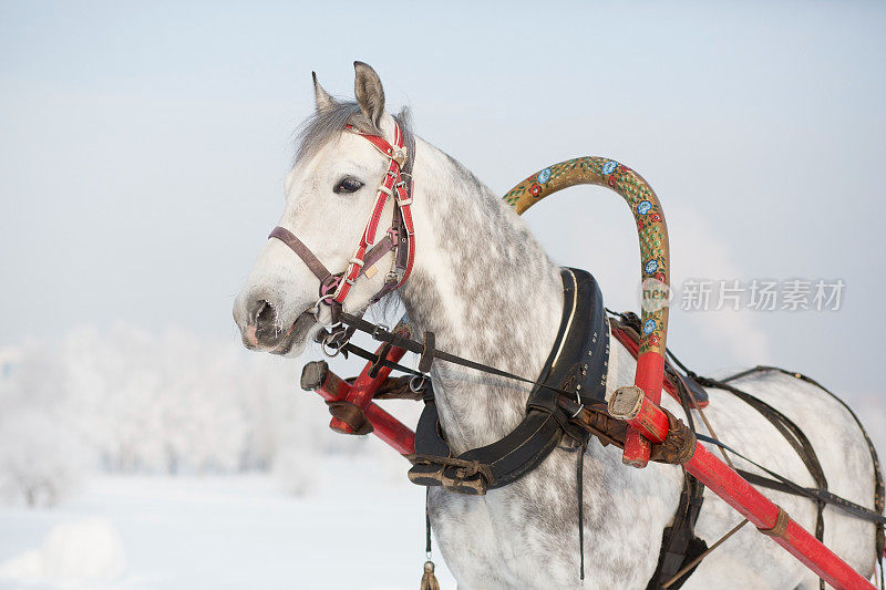 白俄罗斯的马