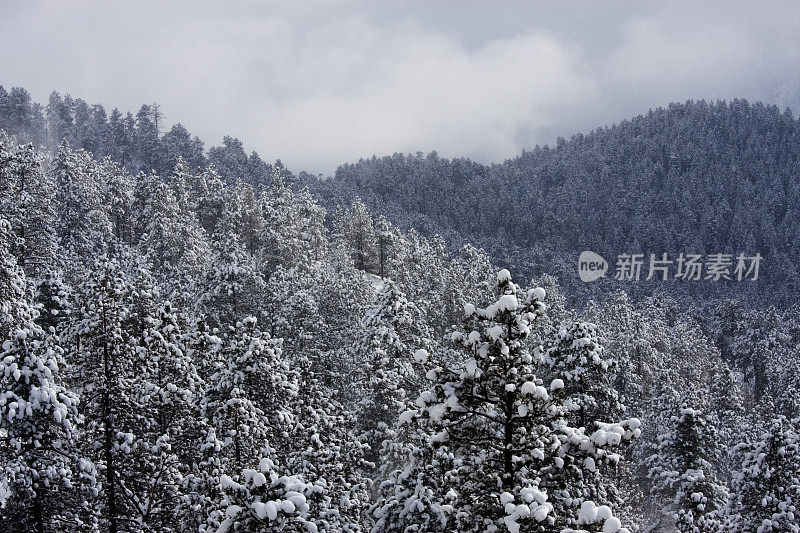 新鲜的雪