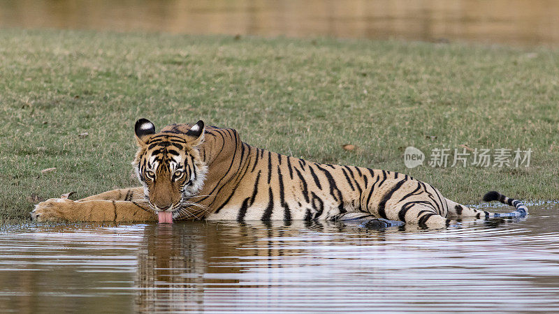 老虎在印度拉贾斯坦邦的ranthambore国家公园的湖中降温