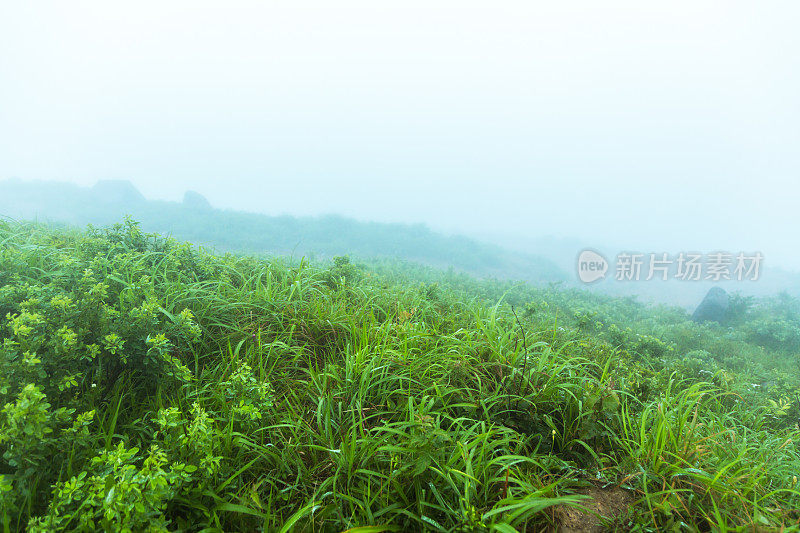 雾天的草地在山顶上