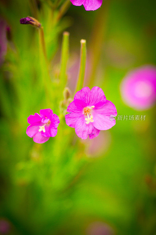 玫瑰湾柳树香草花