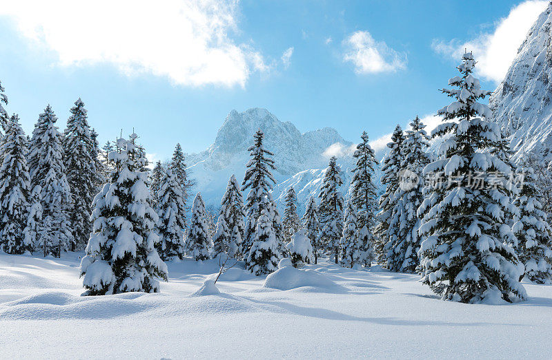 覆盖着白雪的针叶树景观