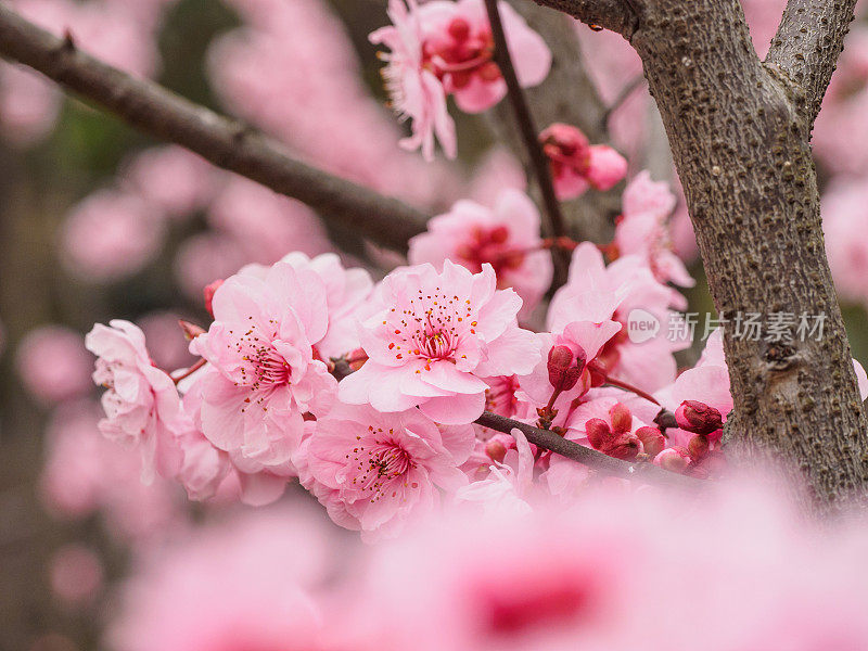 春花系列:公园里美丽的红梅，前景和背景模糊。