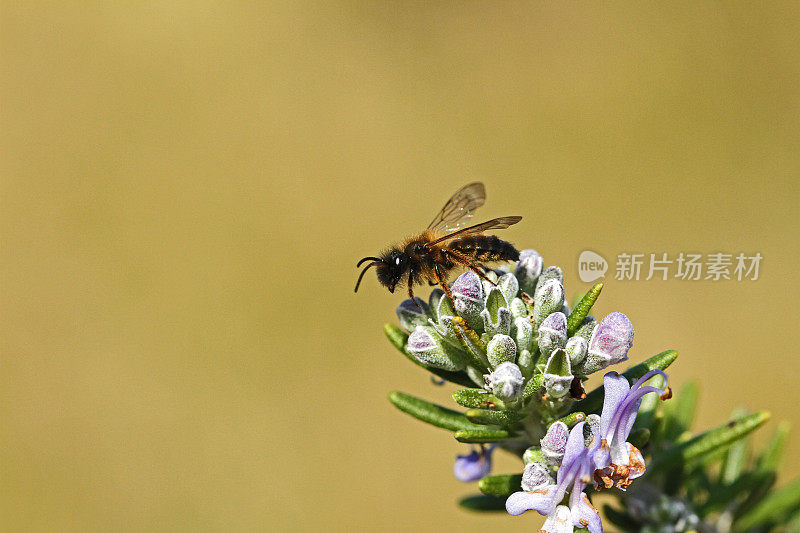 近距离采集花粉的拉丁美洲蜜蜂或工蜂，在意大利采花粉