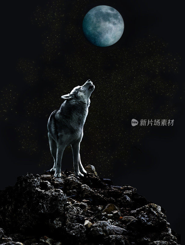 黑暗的夜晚，狼对着月亮嚎叫