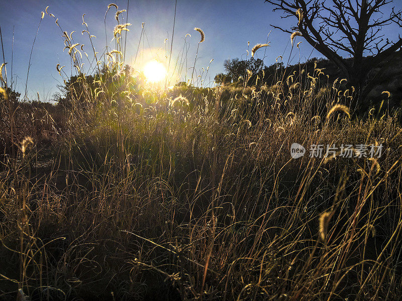 背光照亮了高高的沙漠草地