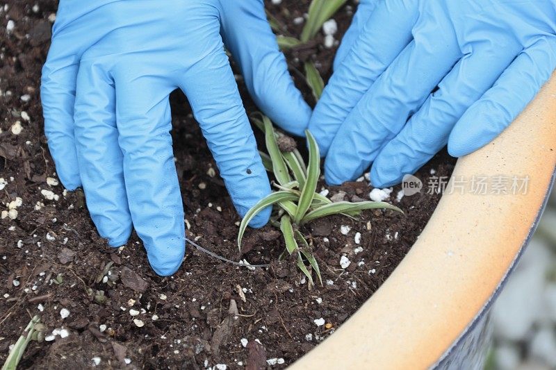 靠近女人的手在花盆里种植。园丁。