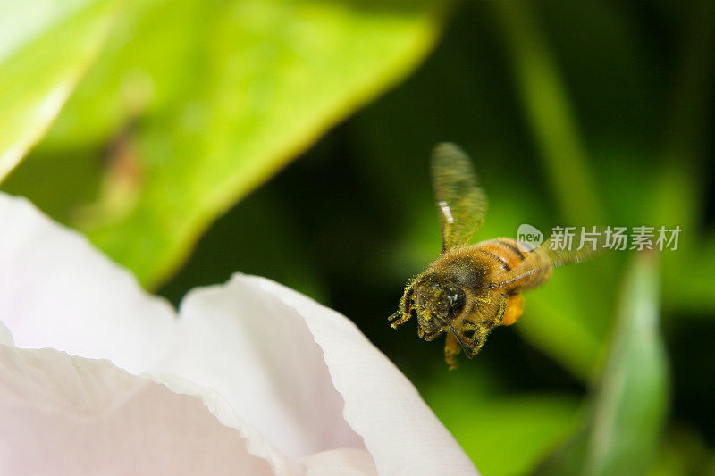 满载花粉的蜜蜂飞在花上