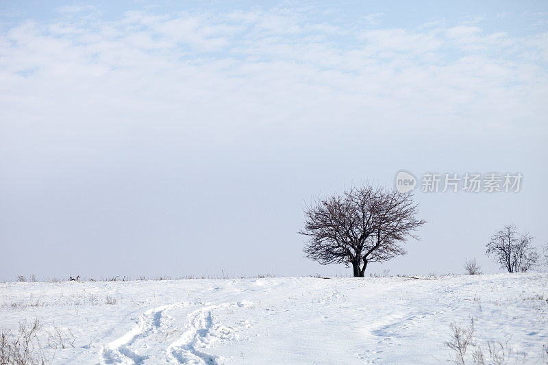 冬天的风景