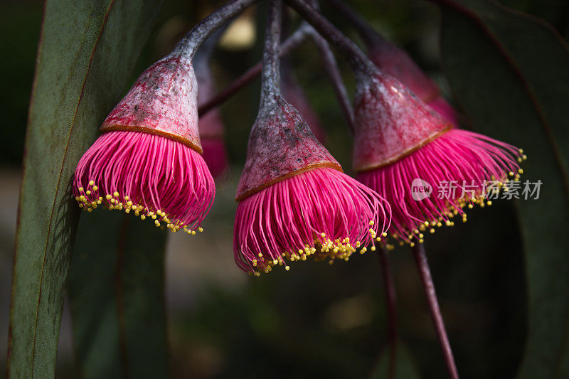 澳大利亚树胶坚果的花