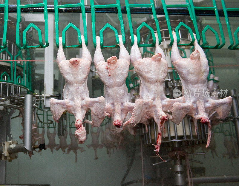 密切关注禽肉在食品工业中的加工
