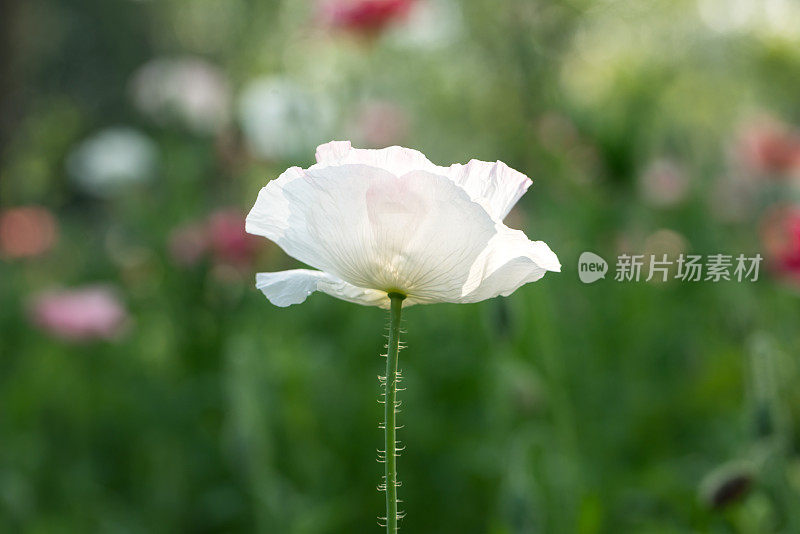 在阳光明媚的日子里，普通的罂粟花在花园里盛开