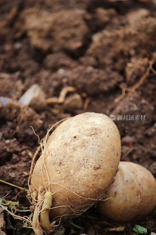 田间的土豆