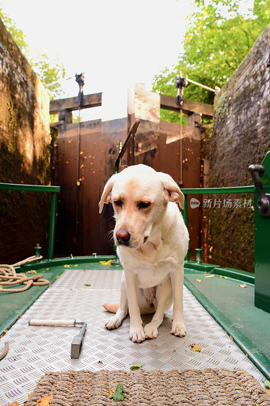 拉布拉多寻回犬秋季运河划船