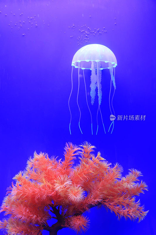 蓝色背景中的水母和珊瑚