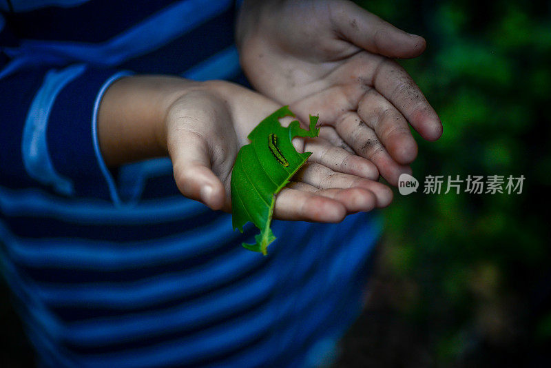 卡特彼勒捕手